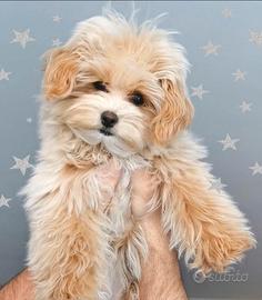 Allevamento Cuccioli Maltipoo