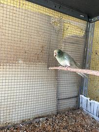 Maschi kakariki geezmond