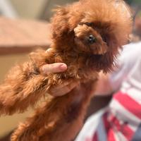 Femmina teacup di 20 mesi