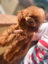 Femmina teacup di 20 mesi