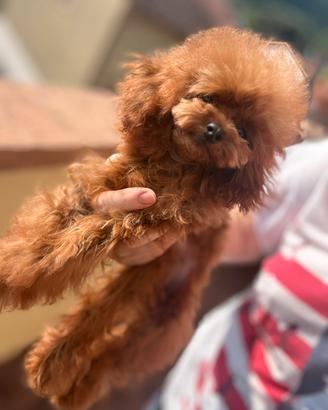 Femmina teacup di 20 mesi