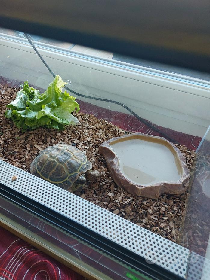 Terrario tartarughe - Regalo e vendita animali 