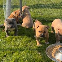 American pit Bull terrier UKC