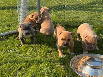 American pit Bull terrier UKC