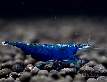 Neocaridine blue diamond + omaggio mangime