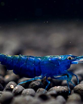 Neocaridine blue diamond + omaggio mangime