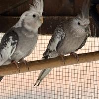 Pappagalli Calopsiti