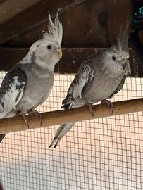 Pappagalli Calopsiti