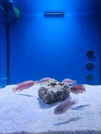 Pesci ciclidi hemichromis