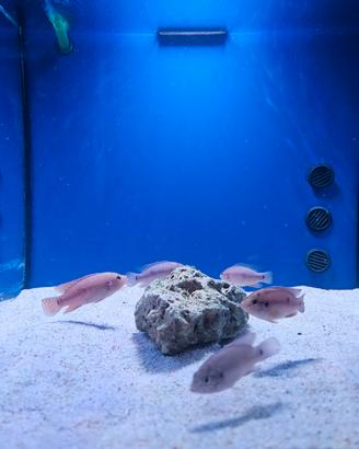Pesci ciclidi hemichromis