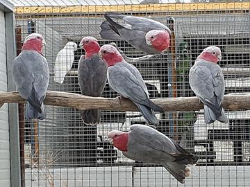 Pappagallo cacatua Roseicapilla