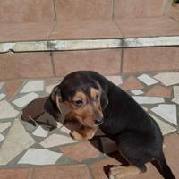 Cuccioli segugio appennino