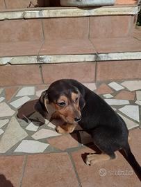 Cuccioli segugio appennino