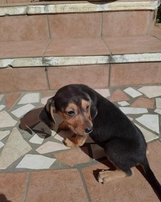 Cuccioli segugio appennino