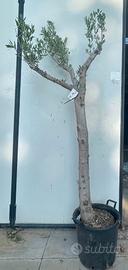 PIANTE DI OLIVO IN VASO DI VARIE DIMENSIONI