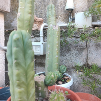 San Pedro (Echinopsis pachanoi)