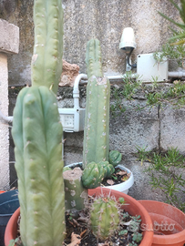 San Pedro (Echinopsis pachanoi)