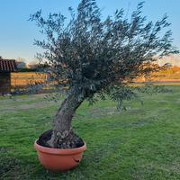 ulivo bonsai