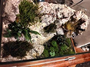 paludario per anfibi crostacei,rane granchi paguri