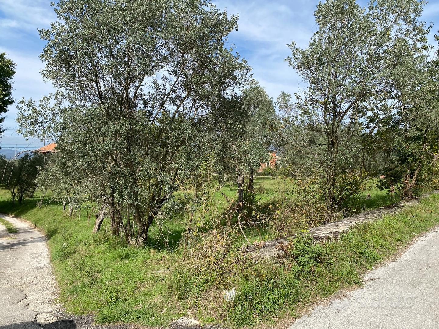 Uliveto - Altro