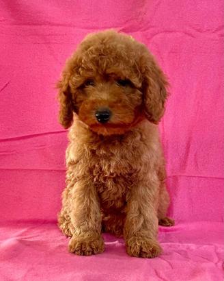 Barbone nano fulvo
