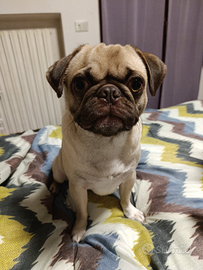 Fidanzata per Sergio il carlino