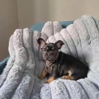 Bulldog francese black & tan