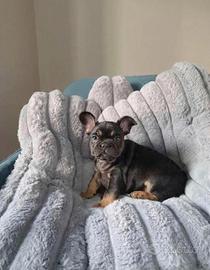 Bulldog francese black & tan