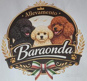 Barboncini Toy e nani cioccolato, nero e Phantom