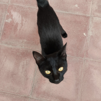 Regalasi due gatti
