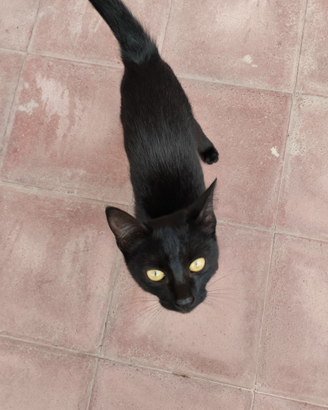 Regalasi due gatti