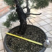 Pre bonsai pino silvestre.