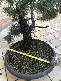 Pre bonsai pino silvestre.