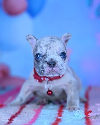 Cuccioli di bulldog francese