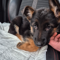 Cucciola di Pastore Tedesco femmina, pedigree ENCI