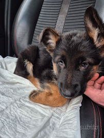 Cucciola di Pastore Tedesco femmina, pedigree ENCI