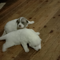 Due cuccioli di cane antilupo