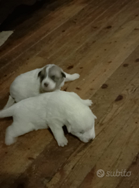 Due cuccioli di cane antilupo