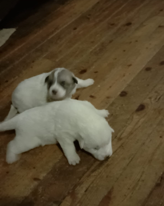 Due cuccioli di cane antilupo