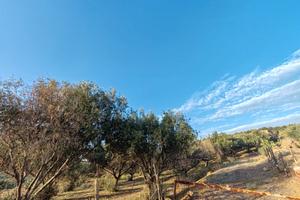 Uliveto zona Carcaci