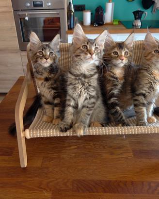 Amorevoli cucciole Maine Coon 
