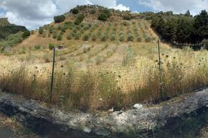 Terreno agricolo uliveto