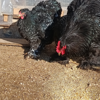Coppia cocincina gigante