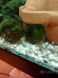 Marimo Alga Viva Acquario