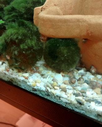 Marimo Alga Viva Acquario