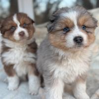 Cuccioli pastore australiano