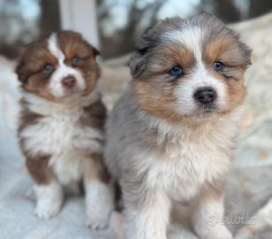 Cuccioli pastore australiano