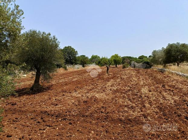 TER. AGRICOLO A POLIGNANO A MARE