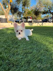 Cucciolo chihuahua con pedigree