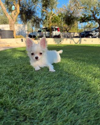 Cucciolo chihuahua con pedigree